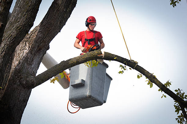 Tree Service Company in Bellflower, CA